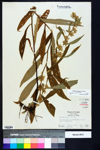 Solidago curtisii image