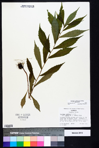 Solidago curtisii image