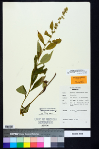 Solidago curtisii var. flaccidifolia image