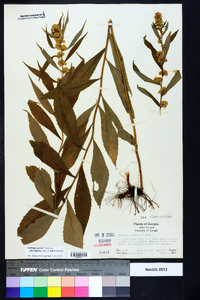 Solidago curtisii image