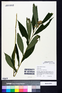 Solidago curtisii image