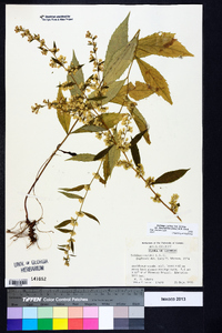 Solidago curtisii var. flaccidifolia image