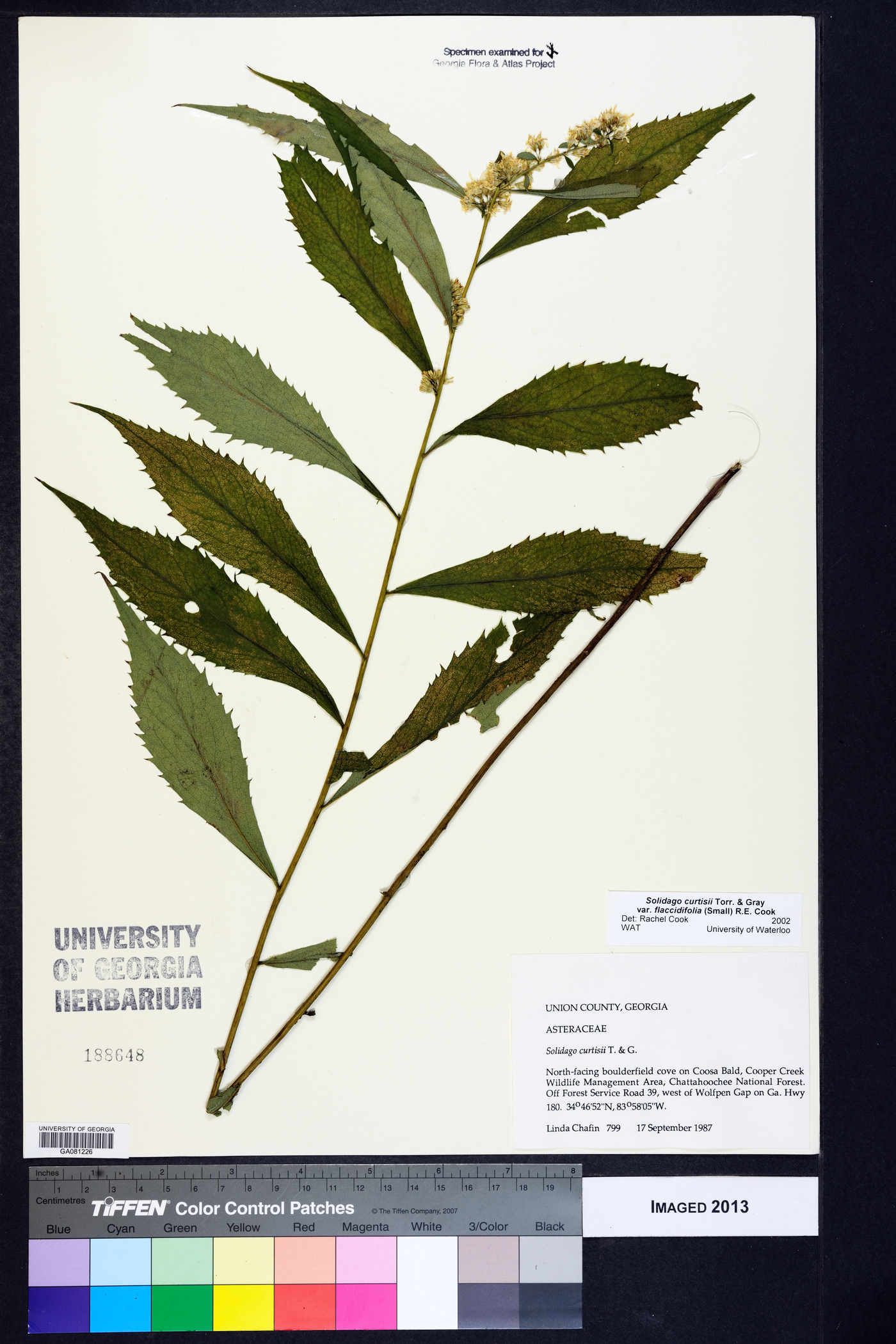 Solidago curtisii var. flaccidifolia image