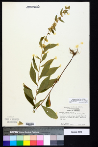 Solidago curtisii image