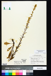 Solidago erecta image