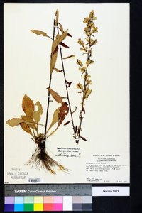 Solidago erecta image