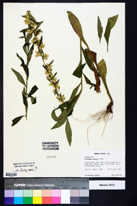 Solidago erecta image