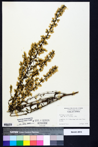 Solidago erecta image