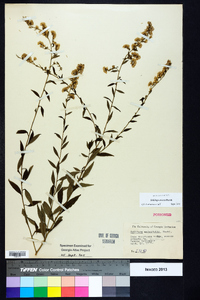 Solidago erecta image