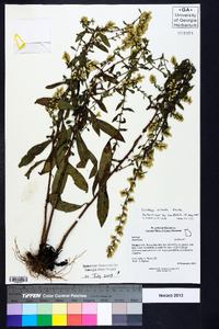 Solidago erecta image