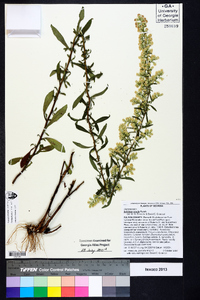 Solidago erecta image