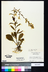 Solidago erecta image