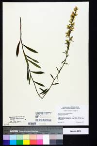 Solidago erecta image