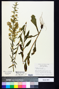 Solidago erecta image