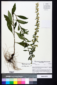 Solidago erecta image