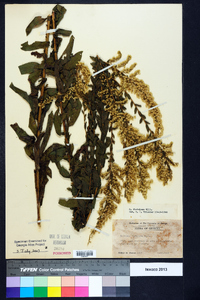 Solidago fistulosa image