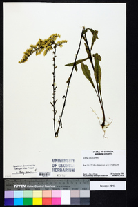 Solidago fistulosa image