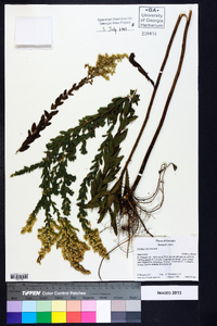 Solidago fistulosa image