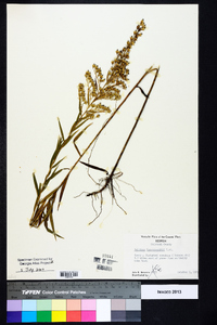 Solidago leavenworthii image