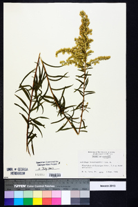 Solidago leavenworthii image