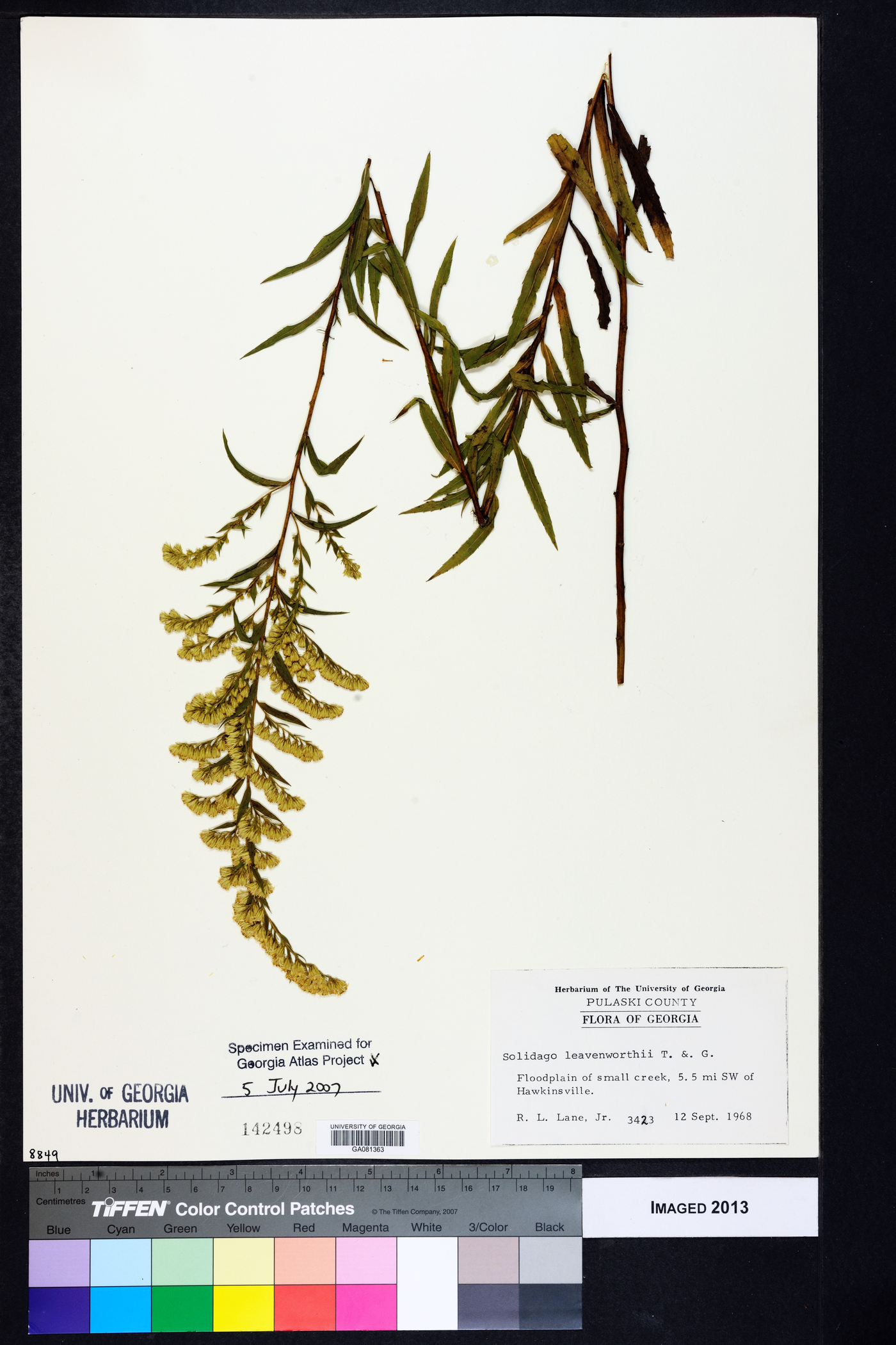 Solidago leavenworthii image