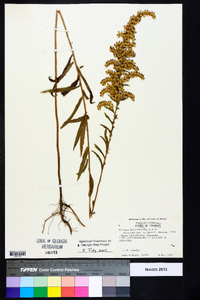 Solidago leavenworthii image