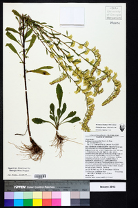 Solidago leavenworthii image