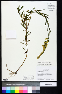 Solidago leavenworthii image