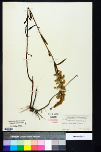 Solidago leavenworthii image