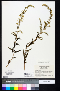 Solidago leavenworthii image