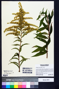 Solidago leavenworthii image