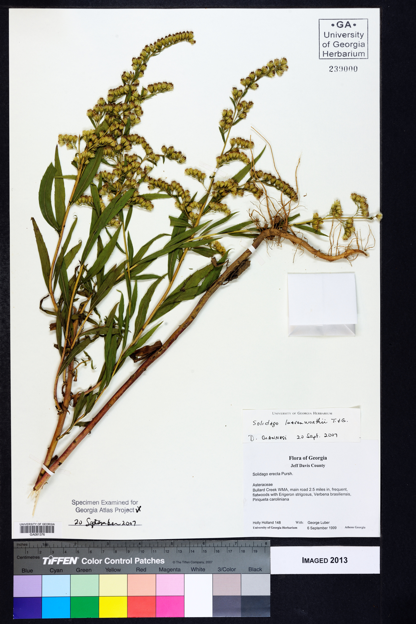 Solidago leavenworthii image