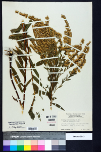 Solidago leavenworthii image