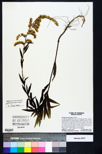 Solidago leavenworthii image