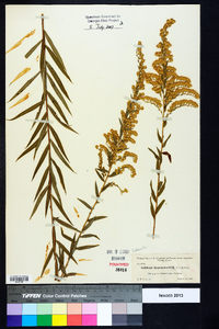 Solidago leavenworthii image