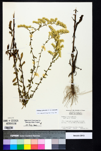 Solidago nemoralis var. nemoralis image