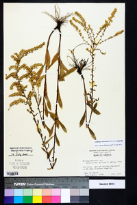 Solidago nemoralis var. nemoralis image