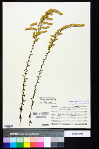 Solidago nemoralis var. nemoralis image