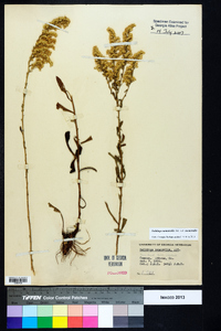 Solidago nemoralis var. nemoralis image