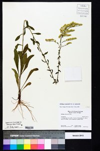 Solidago nemoralis var. nemoralis image