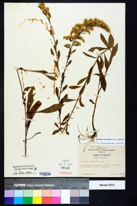 Solidago nemoralis var. nemoralis image