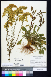 Solidago nemoralis var. nemoralis image