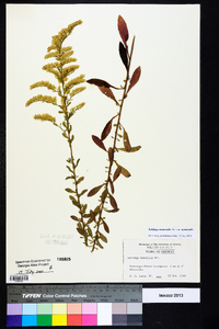 Solidago nemoralis var. nemoralis image