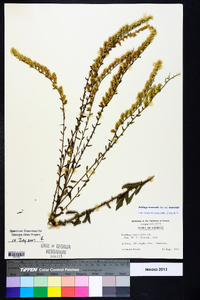 Solidago nemoralis var. nemoralis image