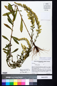 Solidago nemoralis var. nemoralis image