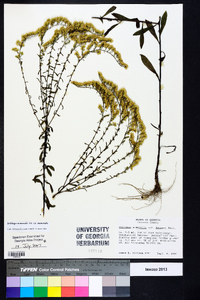 Solidago nemoralis var. nemoralis image