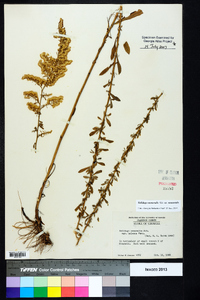 Solidago nemoralis var. nemoralis image