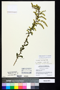 Solidago nemoralis var. nemoralis image