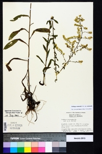 Solidago nemoralis var. nemoralis image