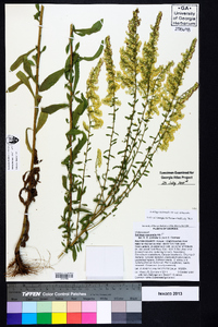 Solidago nemoralis var. nemoralis image